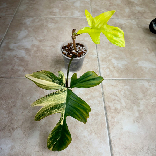 4" Philodendron ‘Florida Beauty’