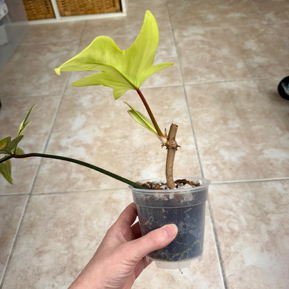 4" Philodendron ‘Florida Beauty’