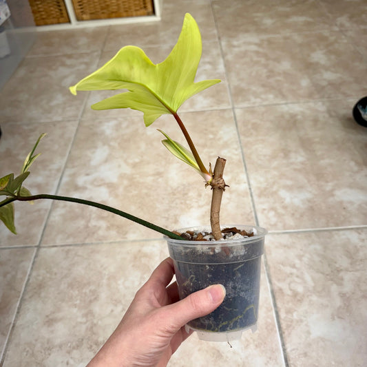 4" Philodendron ‘Florida Beauty’