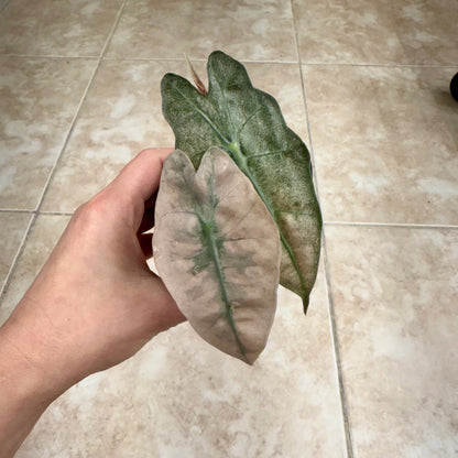 3" Alocasia 'Polly' Pink Ghost (Mint)