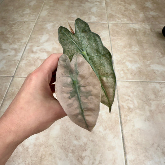 3" Alocasia 'Polly' Pink Ghost (Mint)