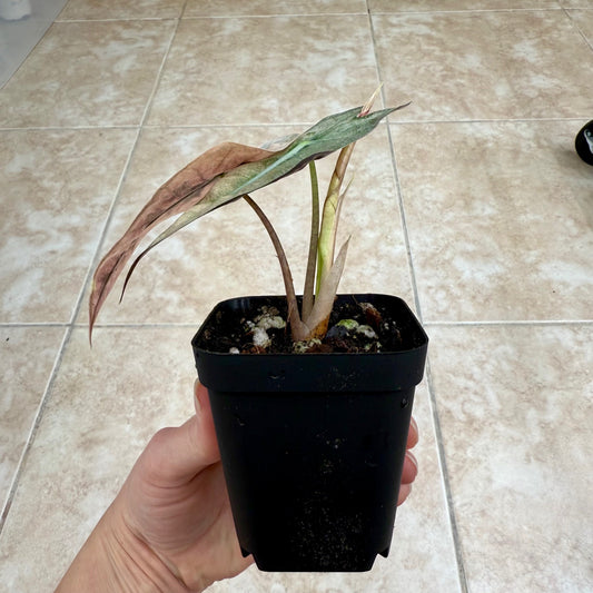 3" Alocasia 'Polly' Pink Ghost (Mint)