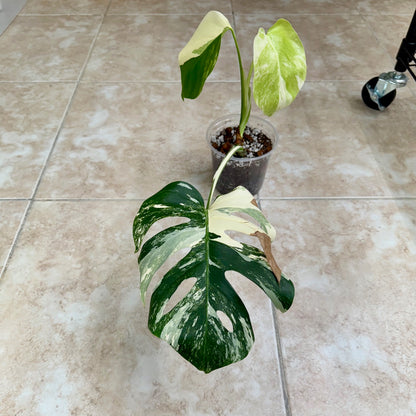 5" Monstera borsigiana ‘Albo Variegata’