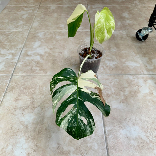 5" Monstera borsigiana ‘Albo Variegata’