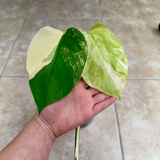5" Monstera borsigiana ‘Albo Variegata’