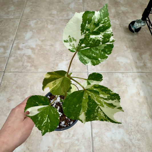 4" Variegated Hibiscus (Mahoe)