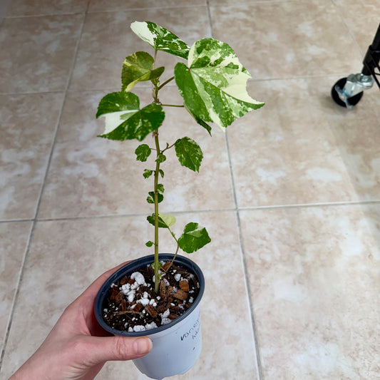 4" Variegated Hibiscus (Mahoe)