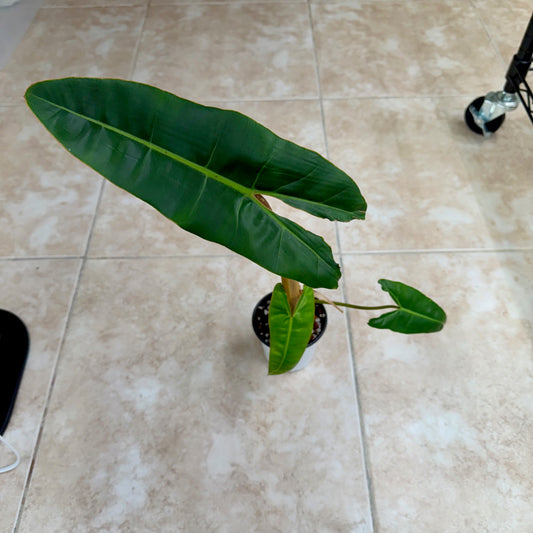 4" Philodendron billietiae
