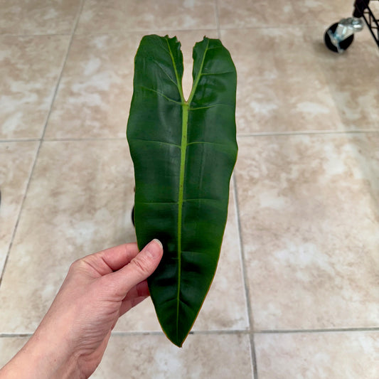 4" Philodendron billietiae