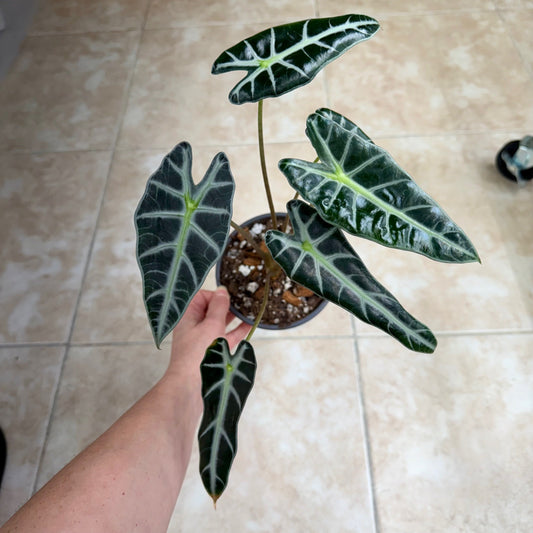 5" Alocasia ‘Bambino’