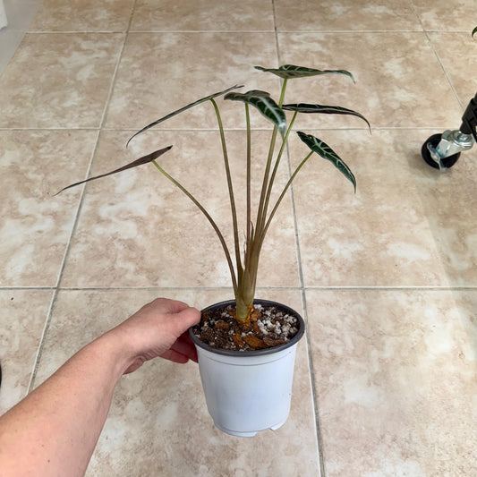 5" Alocasia ‘Bambino’